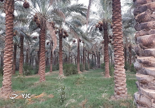 نخلستان در خوزستان