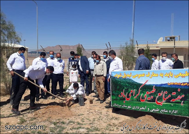 کارکنان زاگرس جنوبی با کاشت ۱۰۰۰ اصله نهال در روز درختکاری 4