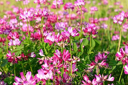 گیاه کتیرا طبیعت کتیرا, خواص کتیرا برای موی سر, خاصیت کتیرا