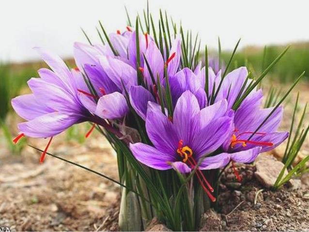 چگونگی کاشت زعفران رشد زعفران