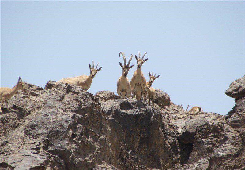 خشکسالی بیخ گوش حیاتوحش اصفهان