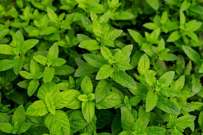 خاصیت نعناع چیست؟ فواید نعناع